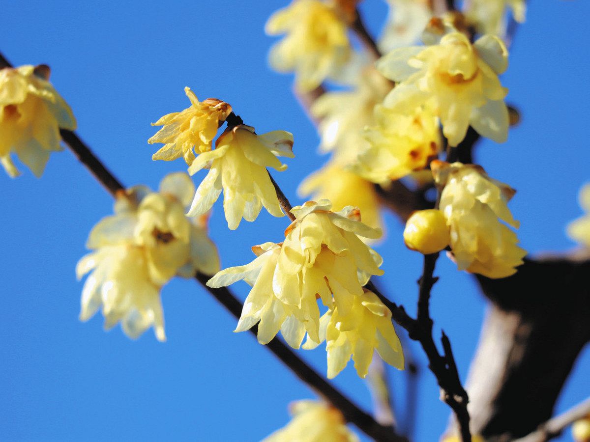 色とりどり 冬の花が開花 国営昭和記念公園：東京新聞デジタル