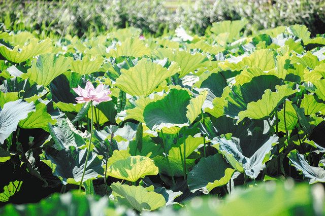 花前線 水面に涼しげなハス 白やピンクの花開く 東京新聞 Tokyo Web