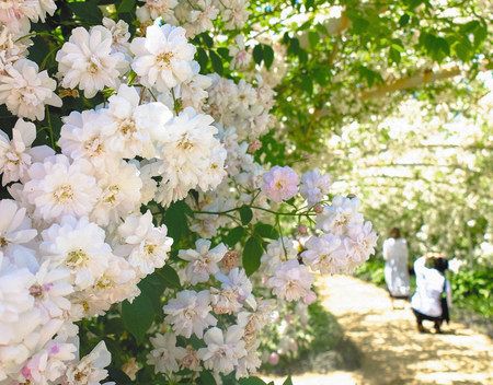 さくら色 バラのアーチ 館林のガーデンで満開 東京新聞 Tokyo Web