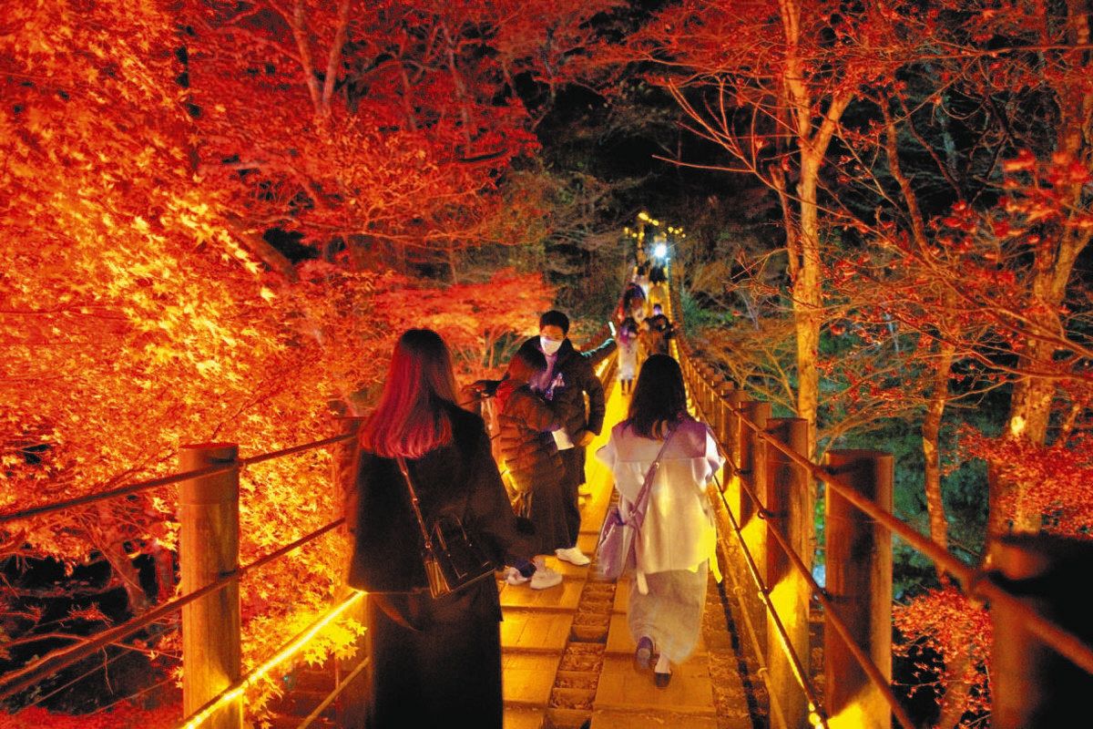 紅葉☆ 滋賀県紅葉 もみじの古刹 2024.12.01 めざせ楽々紅葉見学 - YouTube