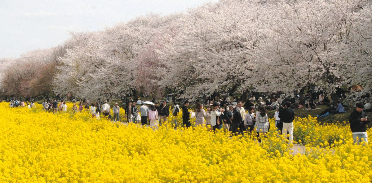 桜と菜の花 競演 幸手・権現堂公園でまつり：東京新聞デジタル