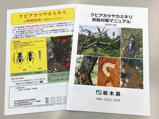 サクラやモモ枯らす外来生物 クビアカツヤカミキリ見つけて 栃木県が防除マニュアル 東京新聞 Tokyo Web