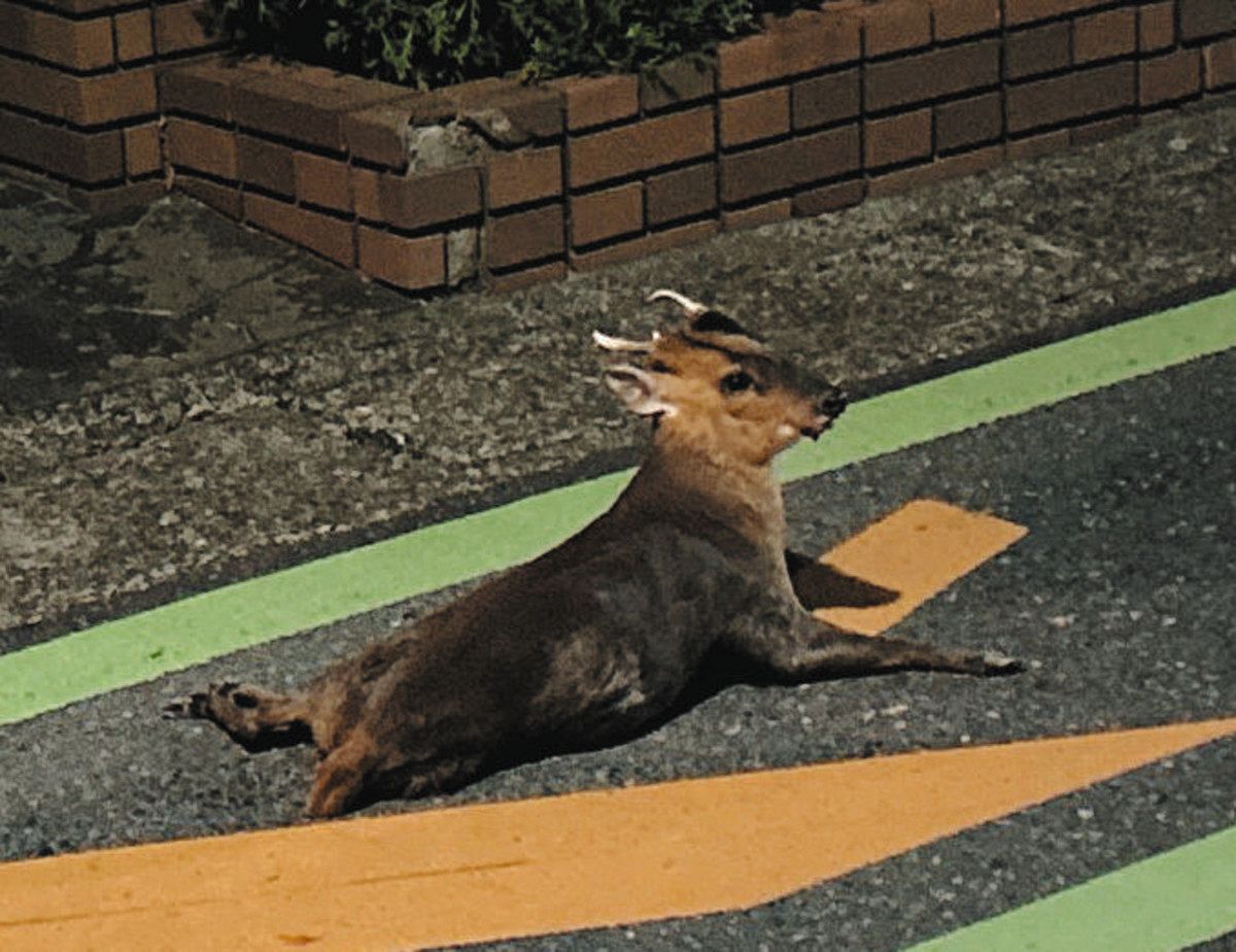 爆増する外来種「キョン」にダニのリスク？ 命に関わる感染症を媒介も