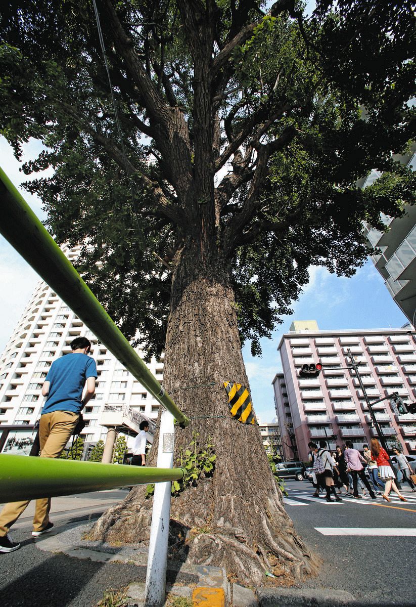 切り株残す？それとも移植？ 伐採された明治学院大前の大イチョウ