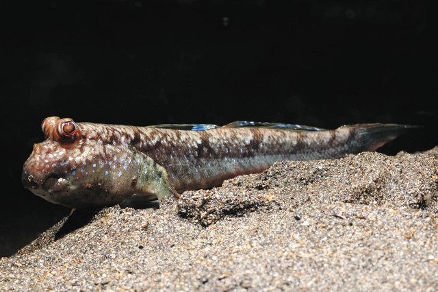 卯年 跳ねる魚を展示 大田原 なかがわ水遊園 東京新聞 Tokyo Web