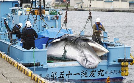 経済編 日本が商業捕鯨 31年ぶり再開 東京新聞 Tokyo Web 経済編 日本が商業捕鯨 31年ぶり再開 東京新聞 Tokyo Web