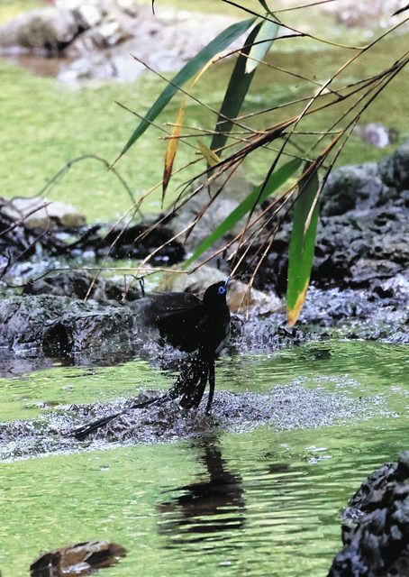 サンコウチョウの水浴び＝北脇照男さん撮影、いずれも東京多摩野鳥写真クラブ提供
