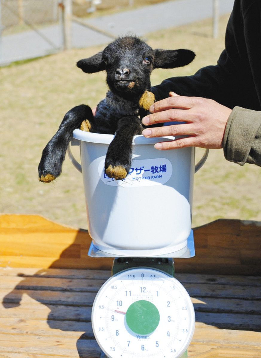 ヒツジの赤ちゃん次々誕生 富津・マザー牧場 一緒に記念撮影も：東京
