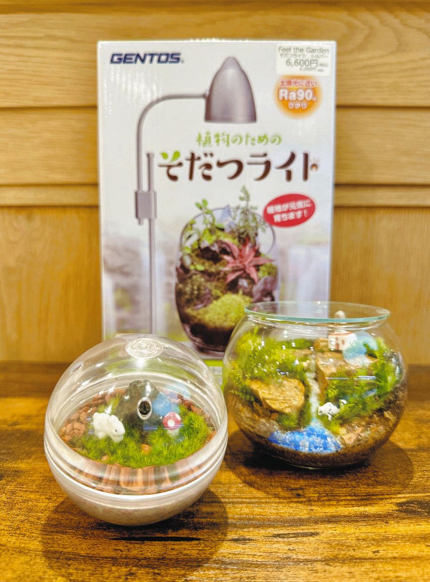 専門店みっけ＞苔テラリウム Terrariums（テラリウムス