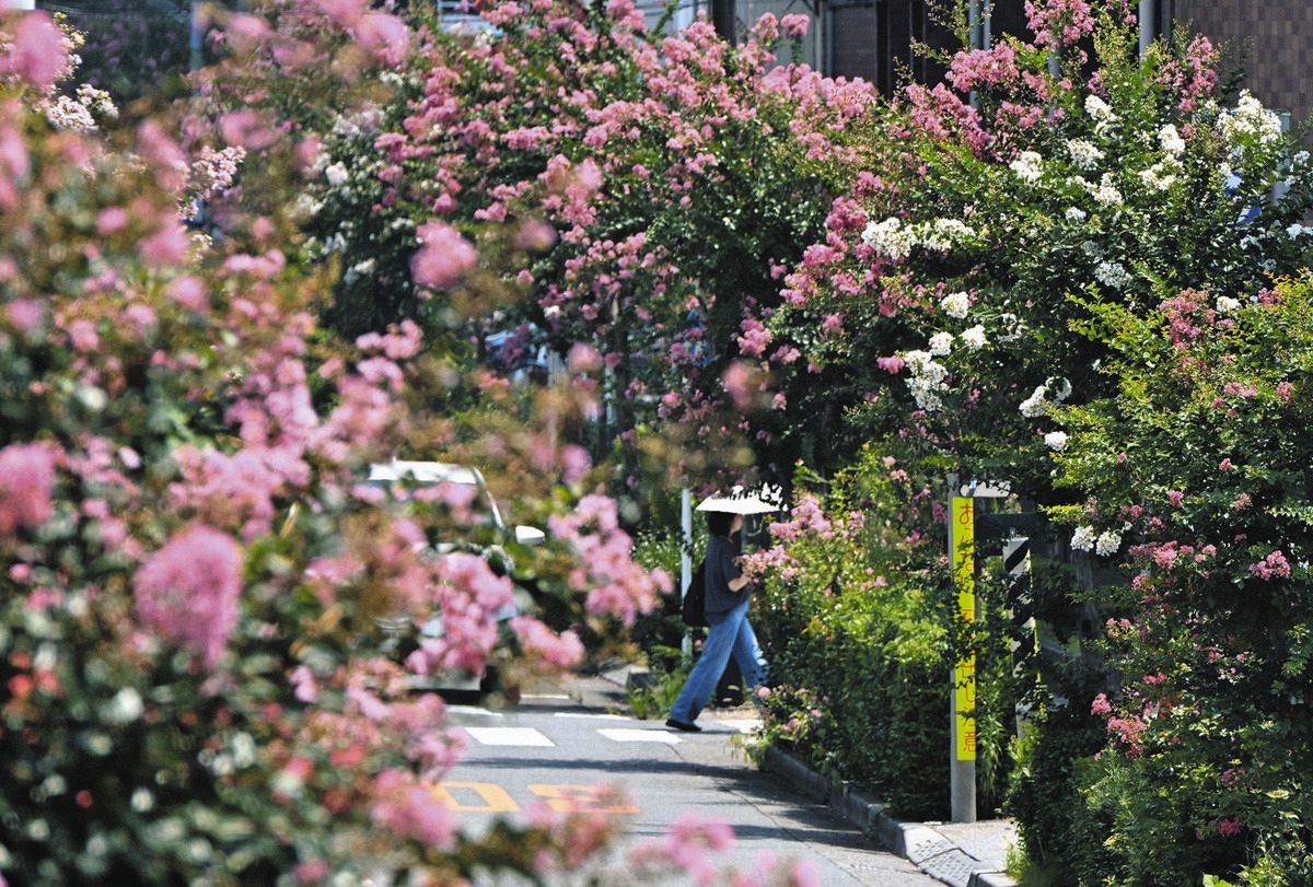 百日紅、高島平で見ごろです さて、この花の名は何と読む？：東京新聞