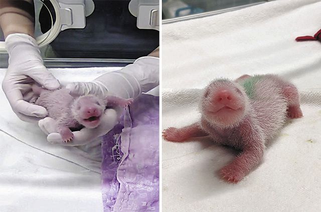 誕生　生後３日のシャオシャオ（右）と生後５日のレイレイ（公財）東京動物園協会提供