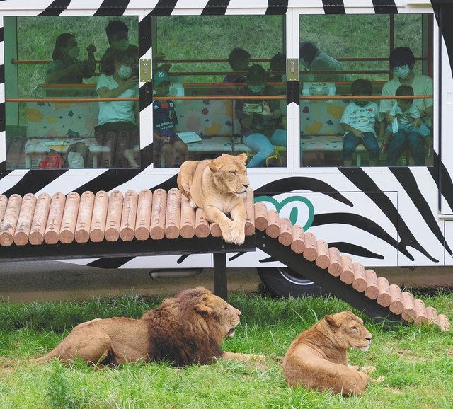 世界の人気ブランド 多摩動物公園 ライオンバス 使用済みのチケット