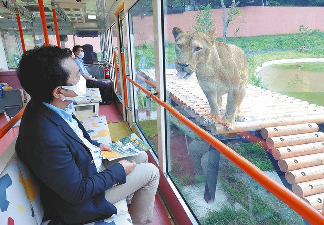 多摩動物公園5年ぶり ライオンバス 再出発 東京新聞 Tokyo Web