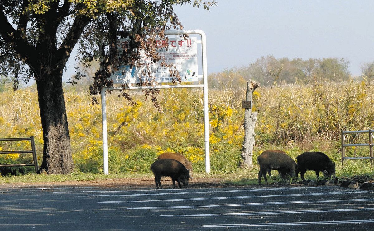 渡良瀬遊水地イノシシ、最多834頭 22年度488頭から大幅増 周辺農家に