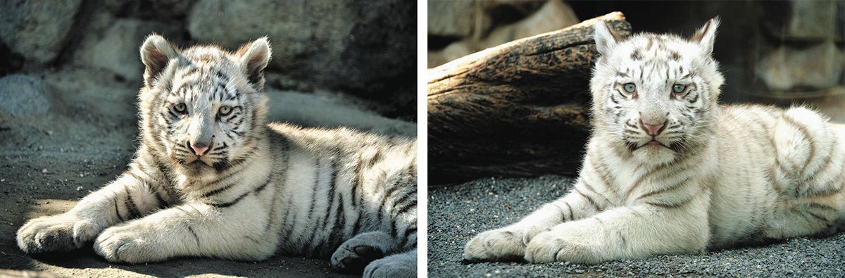 東武動物公園限定ホワイトタイガーキティ 2種 まとめ6個 東武動物公園限定ホワイトタイガーキティ 2種 まとめ6個 東武