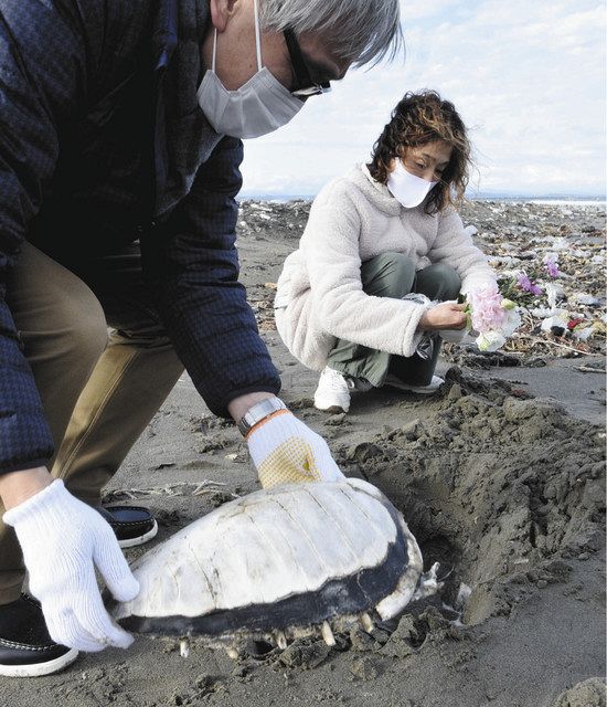 海岸で見つけたウミガメの甲羅を埋める伊村俐香さん（右）ら＝１月２７日、御前崎市の下岬海岸で（河野貴子撮影）

