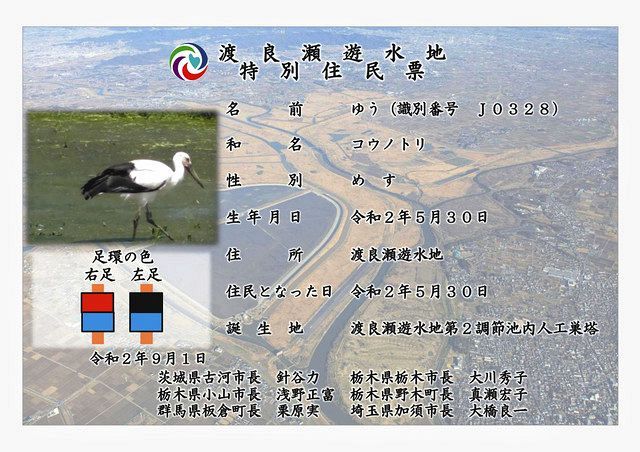 ５月に生まれたコウノトリ ゆう わたる に特別住民票交付 古河市など渡良瀬遊水地周辺６市町 東京新聞 Tokyo Web