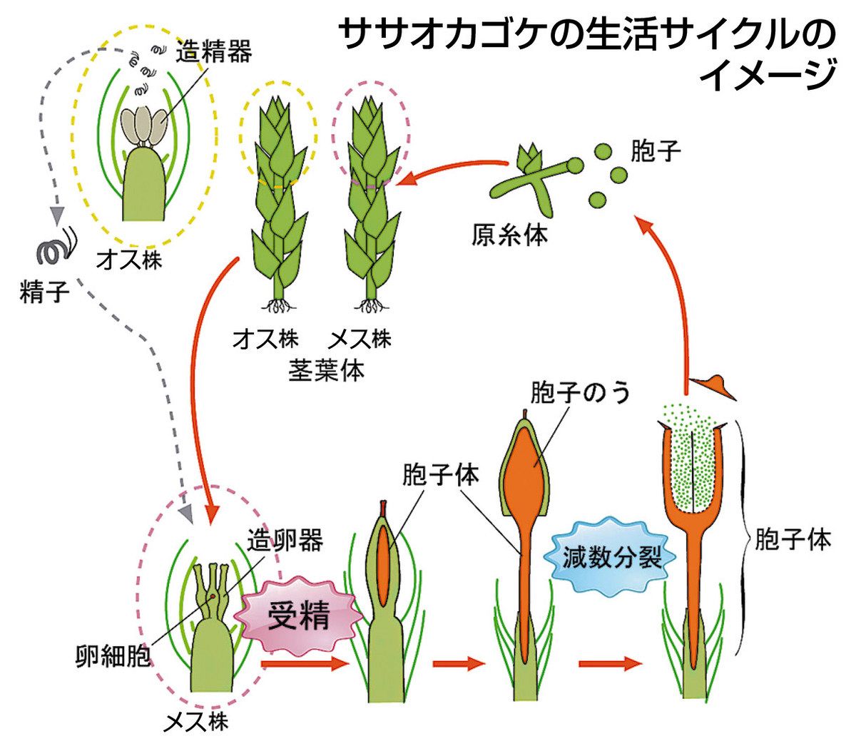希少　ヒカリゴケ　原糸体　茎葉体　直接渡し そよ風のなかで Part2: ヒカリゴケの原糸体・配偶体・胞子体 ①
