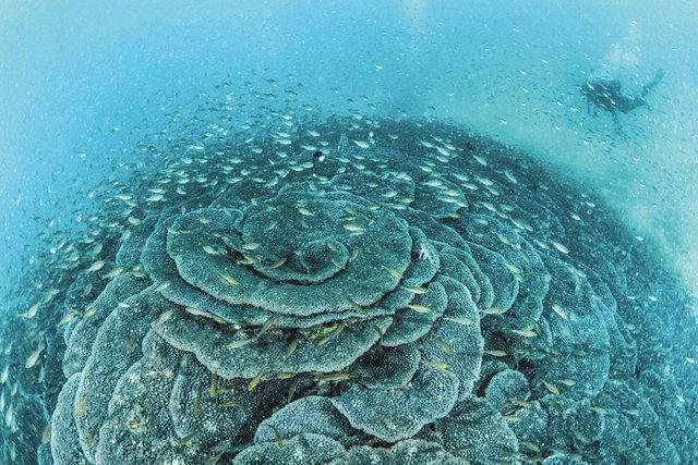 確認された世界最大級のオオスリバチサンゴ。クロホシイシモチの群れが舞う＝３月、長崎県・五島列島の多々良島沖合水深約８メートルで（高砂淳二さん撮影、提供）
