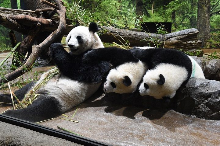 シャオシャオ（右）とレイレイ（中央）とシンシン＝9月5日撮影、（公財）東京動物園協会提供