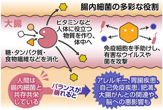 東京医大がデータベース作り 解き明かされる腸内細菌 免疫や脳の働きにも作用 東京新聞 Tokyo Web