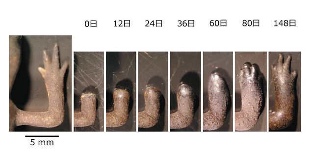 <ドキ時(ドキ)!サイエンス>(6) 再生の達人・イモリ追い:東京新聞デジタル