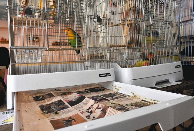 鳥籠の敷き紙に使われている英字新聞＝台東区のことりカフェで