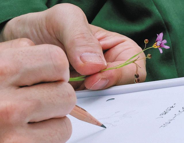 草花をスケッチする受刑者＝５月３０日、栃木県さくら市の喜連川社会復帰促進センターで