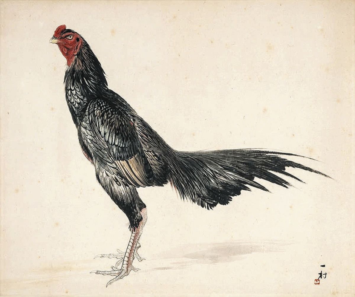 田中一村と千葉 市美術館から＞鳥の描写追究、軍鶏図に結実：東京新聞