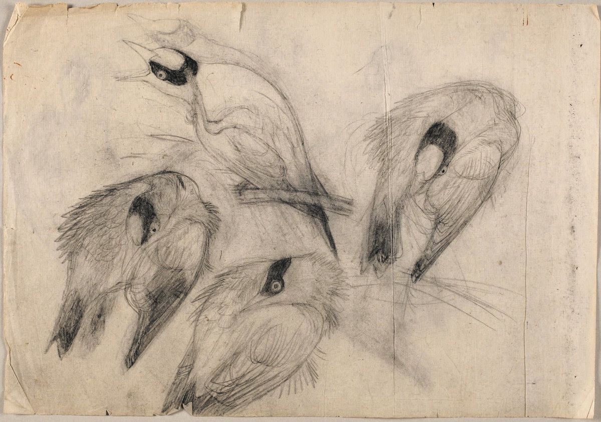 複製版画田中一村 Amazon.co.jp: 田中一村記念美術館製 絵柄3種 奄美の森「不喰芋と蘇鐵