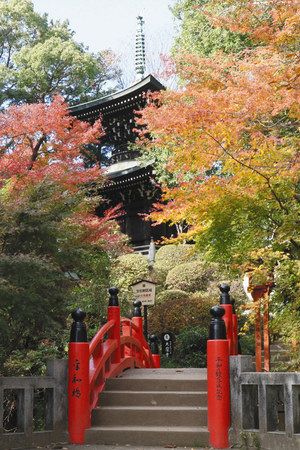 彩の国フォト 熊谷 紅葉が彩る平和の塔 東京新聞 Tokyo Web