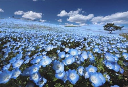 ドローン動画あり 無人の丘を染めるネモフィラの青 ひたち海浜公園 東京新聞 Tokyo Web