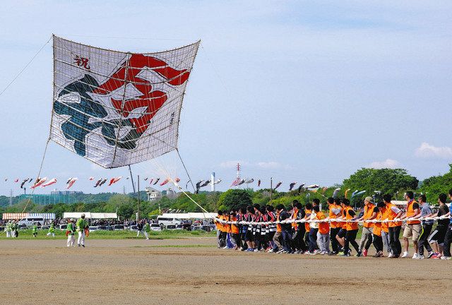 伝統つなぎ 元気届ける 来月、3年ぶりに座間の大凧まつり：東京新聞 
