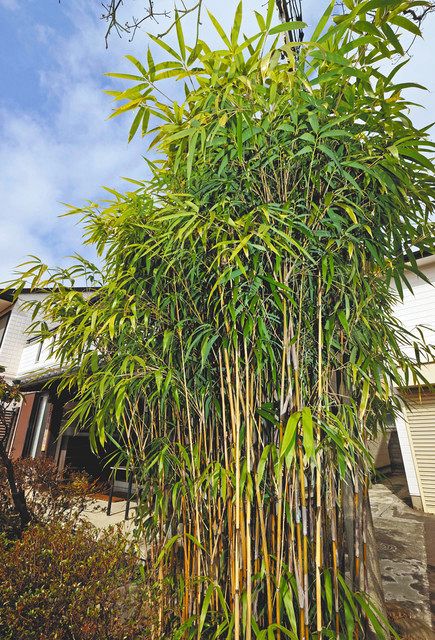 資料館の前庭で青々と育つ「土方歳三手植えの矢竹」
