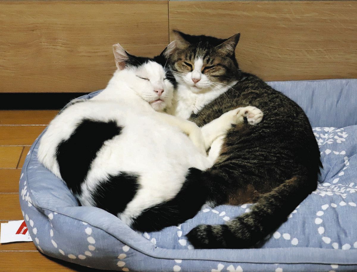 猫好きのシニア世代、飼うことをあきらめニャいで 各地の保護猫カフェ 