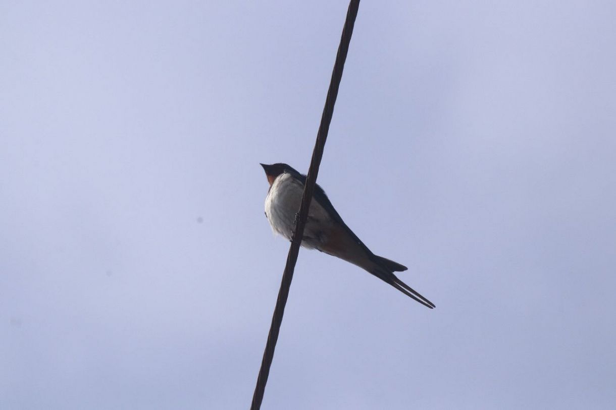 花や鳥の 生物季節観測 を途絶えさせないために 気象予報士が全国でネットワーク 東京新聞 Tokyo Web
