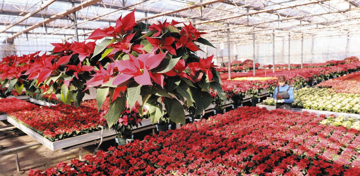 Xマス彩る ポインセチアの出荷始まる 入間の篠園芸：東京新聞デジタル