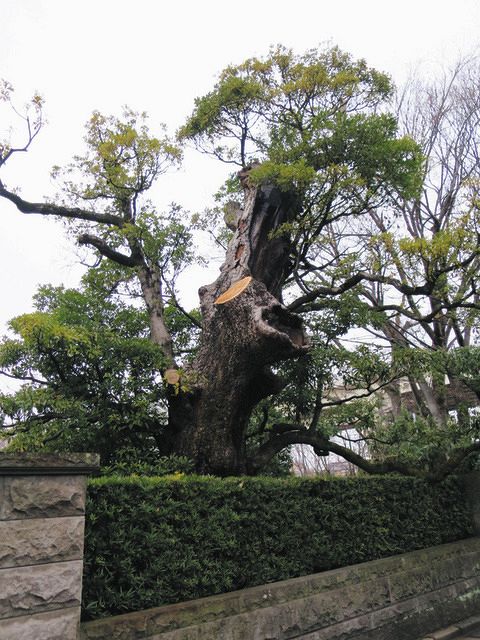 樹木医ことはじめ 樹木の文化・健康と保護、そして樹木医の多様な活動 / 堀江 博道 編集 入門 基本 ガイド 実験 外来生物学 動物 植物 生態学  図鑑 図解 学問 生命科学 人類学 進化 研究 世界 - 本・雑誌・コミック