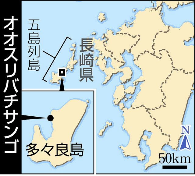 直径14m世界最大級のオオスリバチサンゴ 環境省が保全へ 長崎 五島列島 東京新聞 Tokyo Web