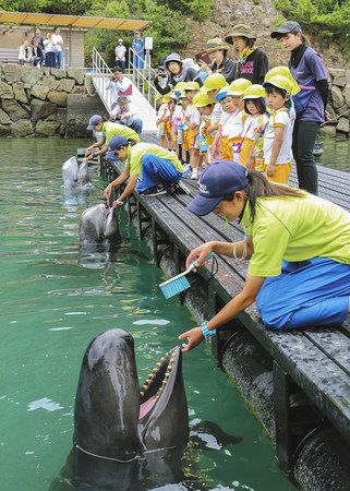生きもの編＞クジラも歯磨き 大きなブラシで：東京新聞デジタル