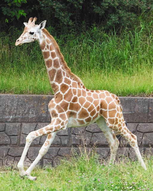 新たに2頭 よろしくね 千葉市動物公園 レッサーパンダ タイヨウ キリン コノカ 東京新聞 Tokyo Web 新たに2頭 よろしくね 千葉市動物公園 レッサーパンダ タイヨウ キリン コノカ 東京新聞 Tokyo Web