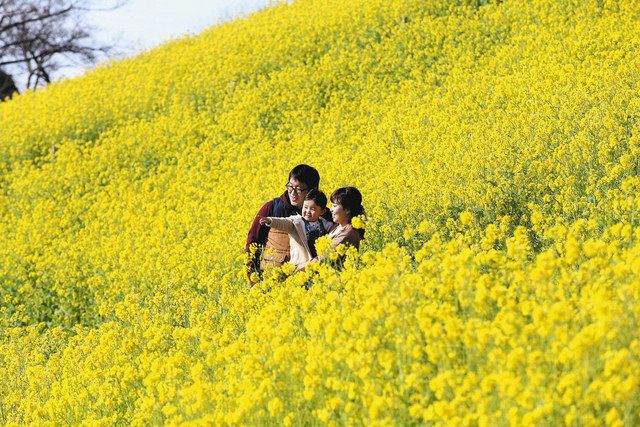 花前線 菜の花に包まれて 東京新聞 Tokyo Web