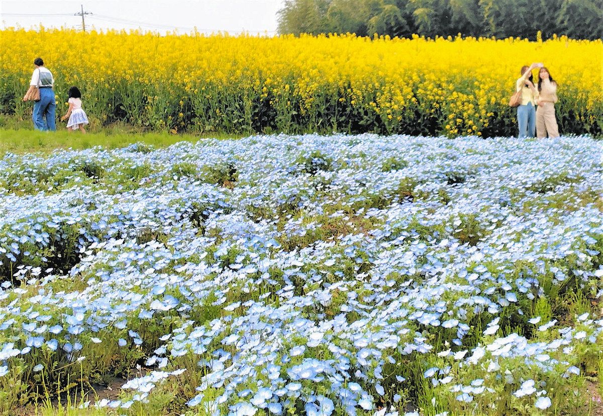 菜の花とネモフィラ 春の競演 高崎市「鼻高展望花の丘」で来月11日まで