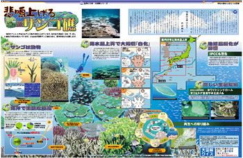 悲鳴上げるサンゴ礁 No 806 東京新聞 Tokyo Web