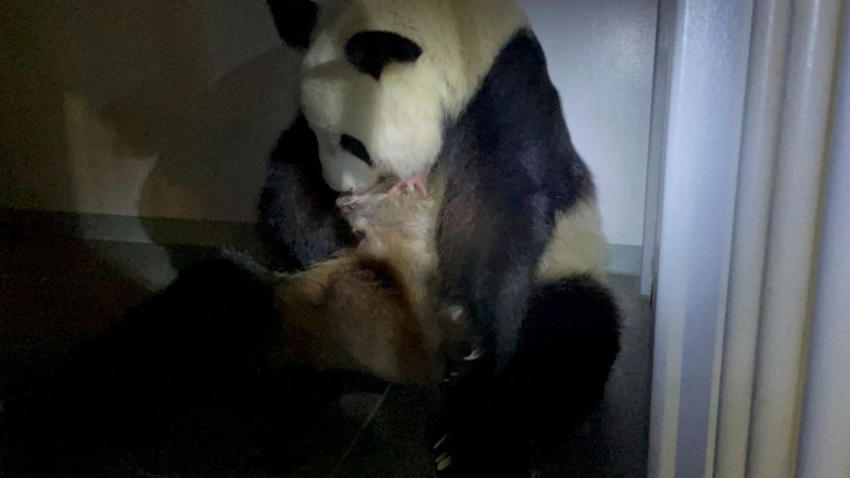 動画 東京 上野動物園でパンダの双子誕生 シンシン４年ぶり出産 東京新聞 Tokyo Web