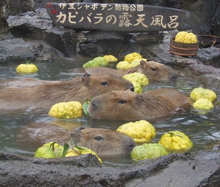 カピバラ一家「いい湯だな」 伊東で名物「露天風呂」イベント：東京