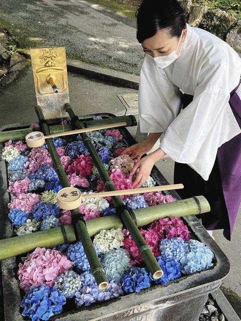心晴れやか 花手水 栃木県佐野市の唐沢山神社に設置 東京新聞 Tokyo Web