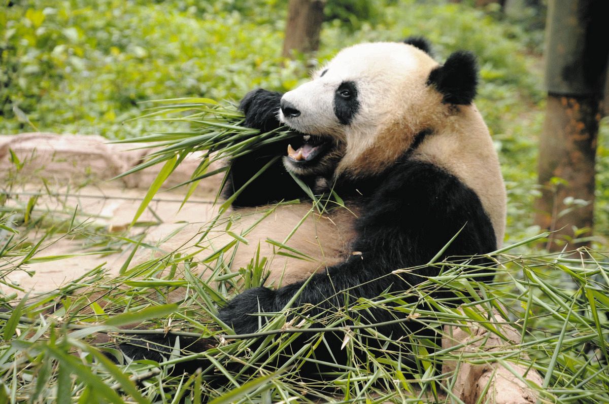 パンダを野生に」中国で一大プロジェクト 生き抜く訓練に1頭あたり年2200万円 絶滅危機から個体数は回復：東京新聞デジタル