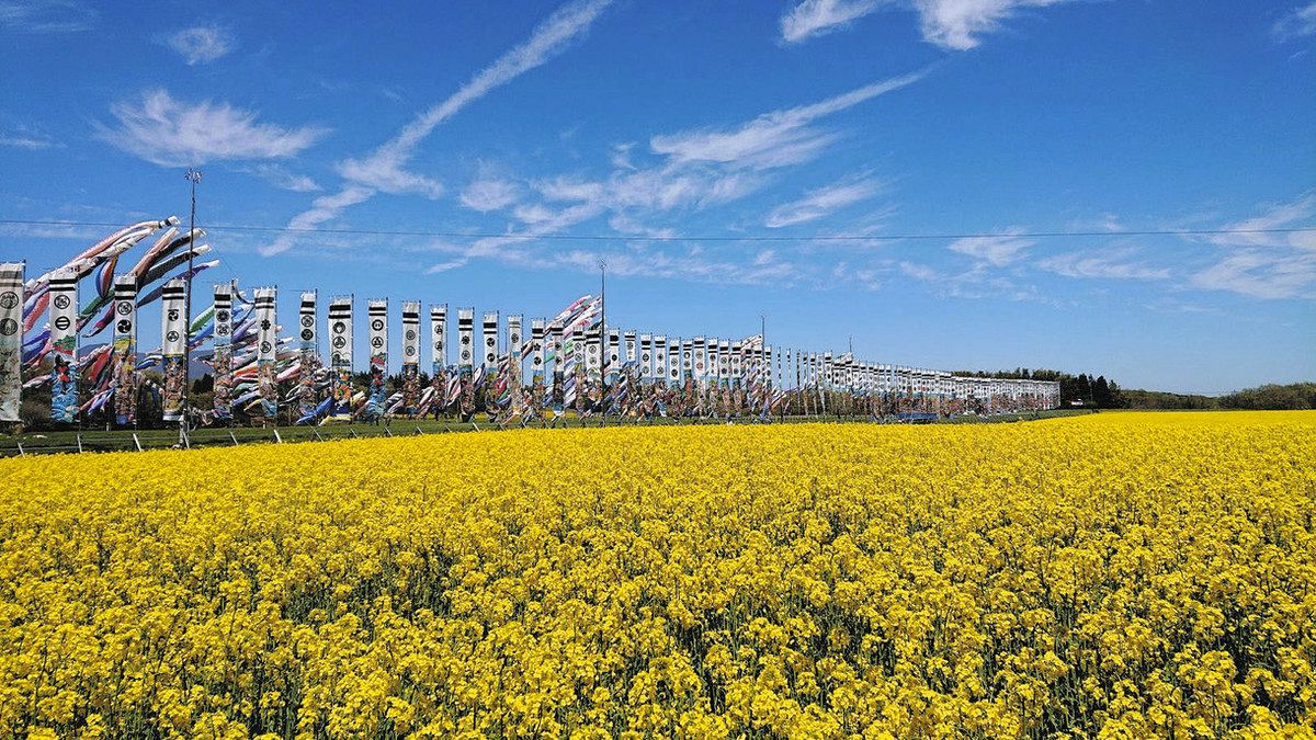 行ってみたら 花前線＞春空の下 菜の花：東京新聞デジタル