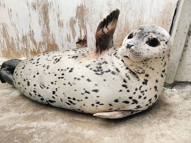 ゴマフアザラシ もちもち あす３日にお披露目 東武動物公園で 東京新聞 Tokyo Web